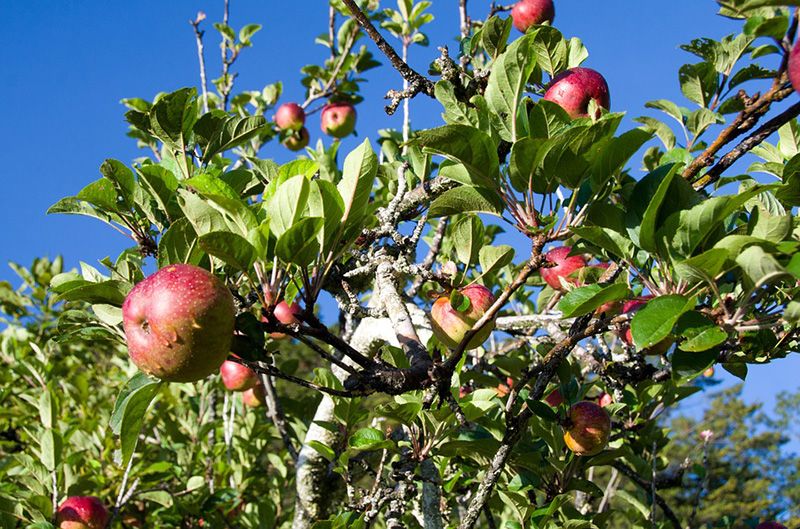 Как привить яблоню: советы для начинающих, таблица пригодных деревьев