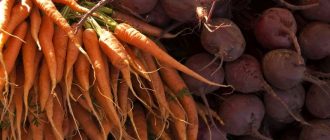 Как хранить морковь и свеклу