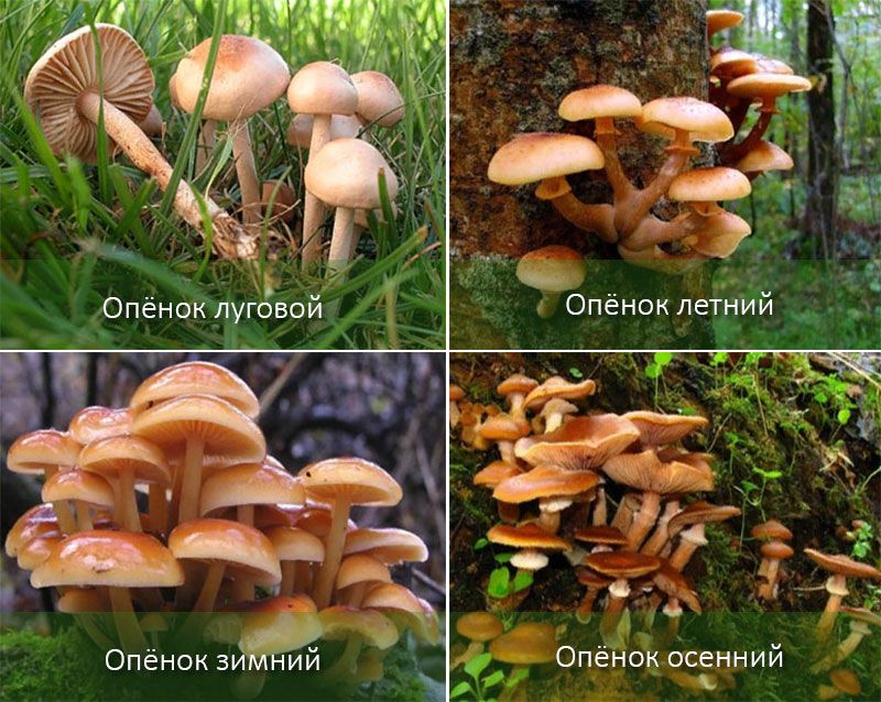 Разновидность грибов