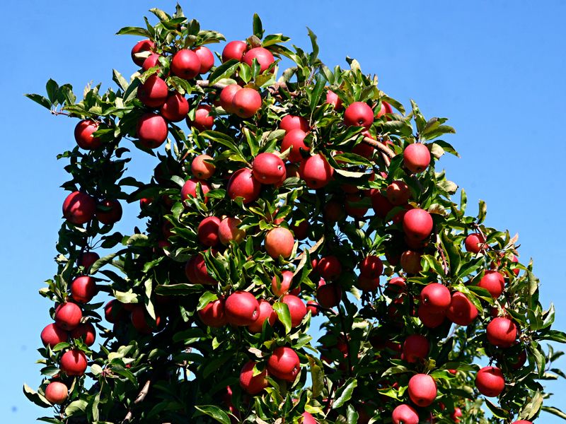 Фотография кроны яблочного дерева