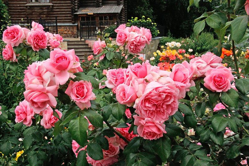 Кустовые розы: 24 вида и сорта с фото и описаниями в таблицах