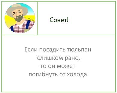 совет о посадке тюльпанов