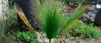 Фотография пальмы вашингтония