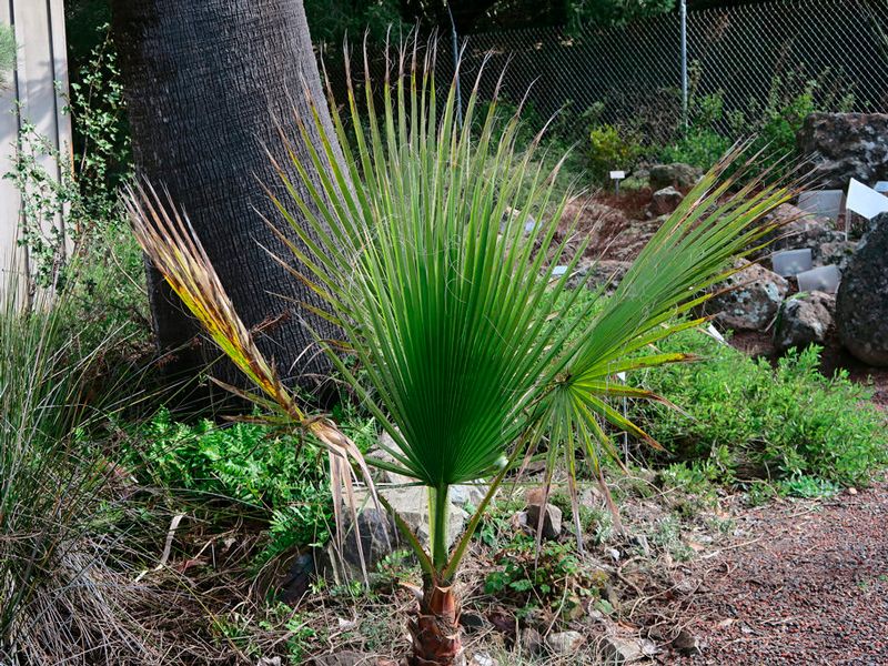 Фотография пальмы вашингтония