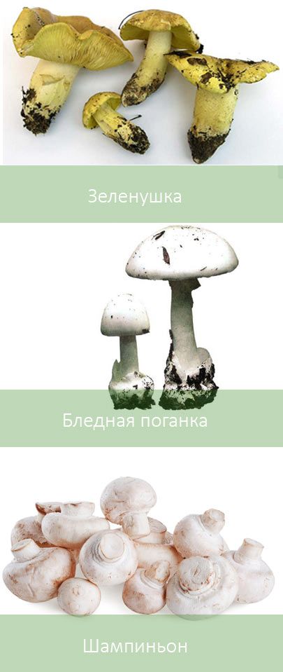 Бледная поганка и другие грибы