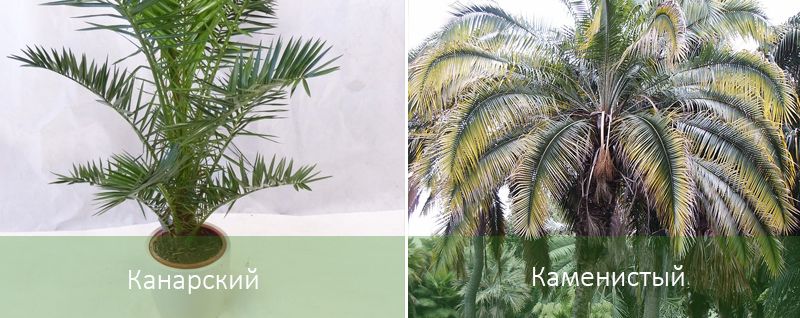 Виды финиковой пальмы