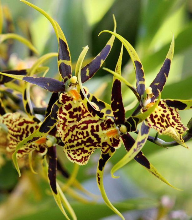 Орхидея Камбрия