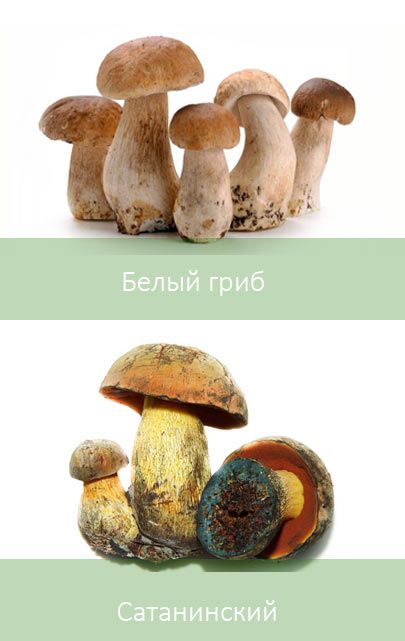 Сравнение грибов
