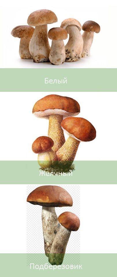 Ядовитый гриб и схожие с ним съедобные