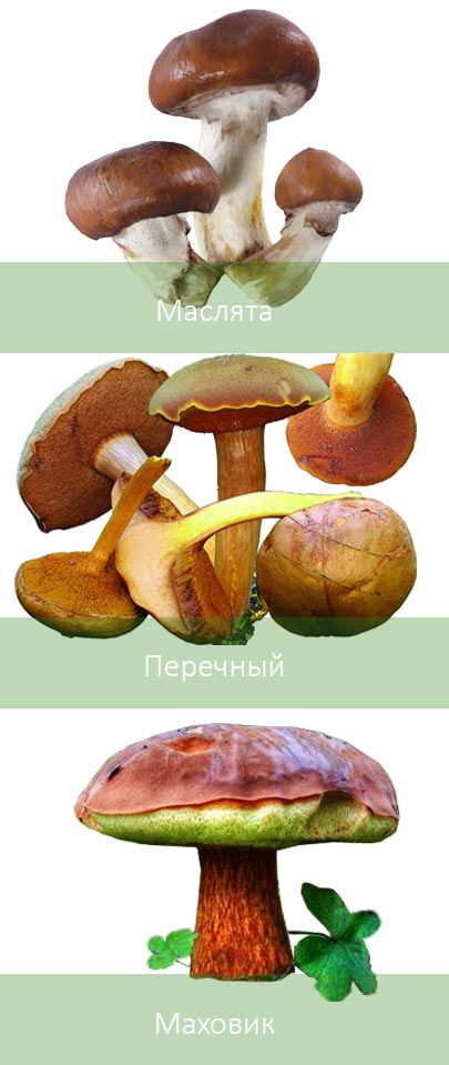 Три вида похожих грибов