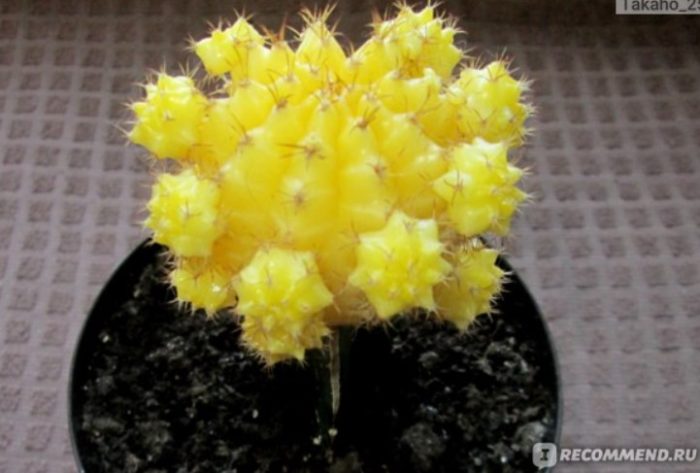 Японский желтый кактус