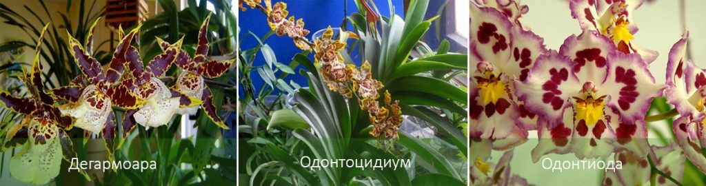 Виды орхидеи камбрии