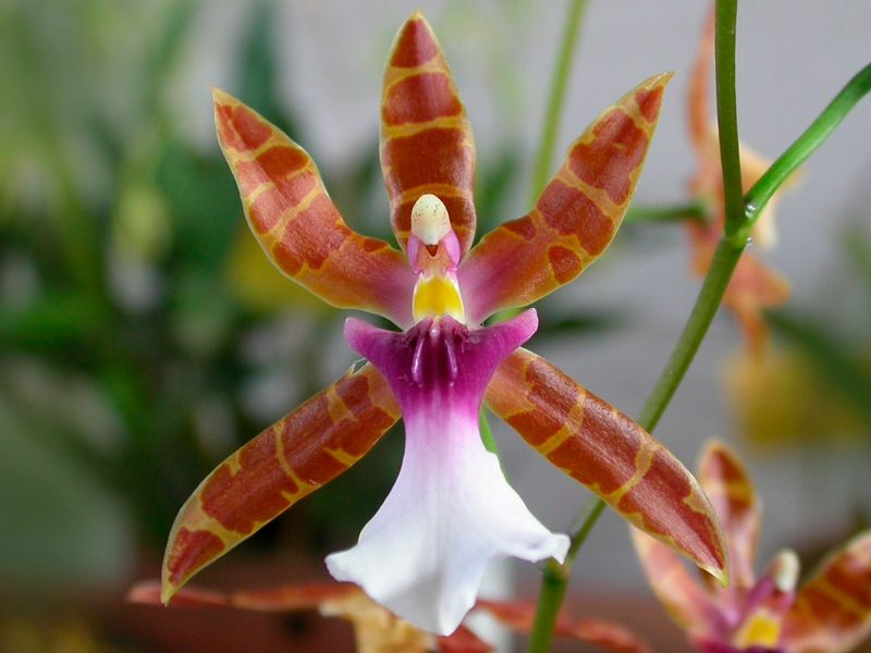 Фотография Орхидеи мильтонии