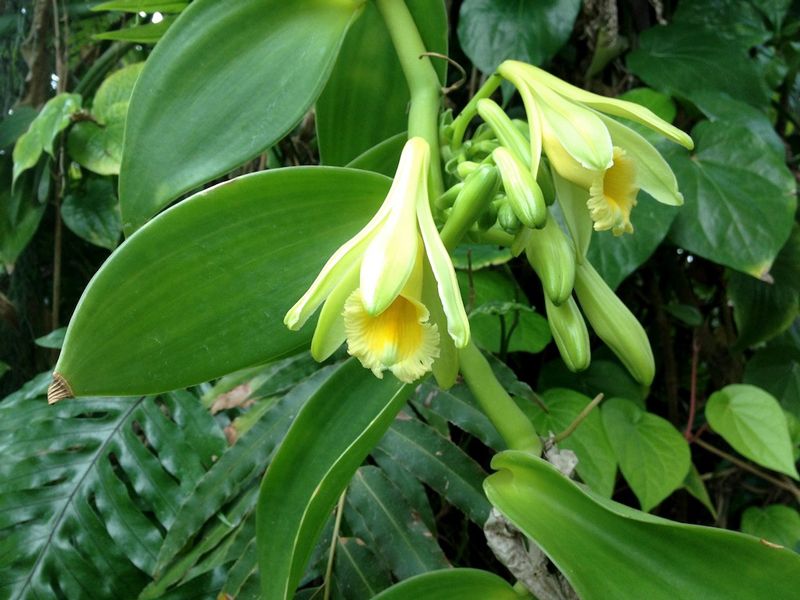 Фотография ванильной орхидеи