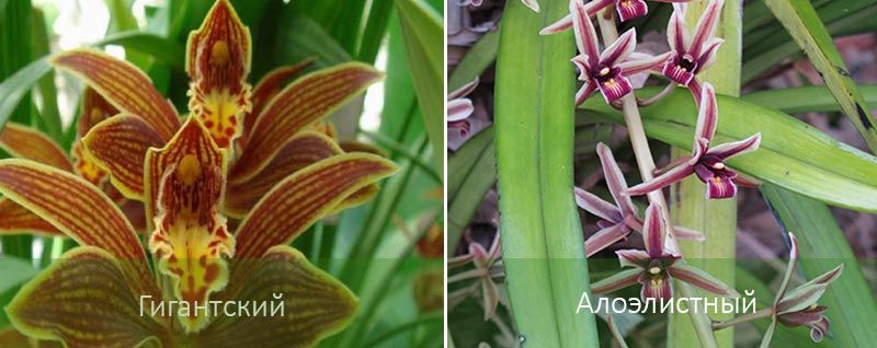 Два вида орхидеи цимбидиум