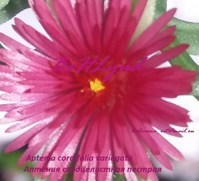 Цветок аптении