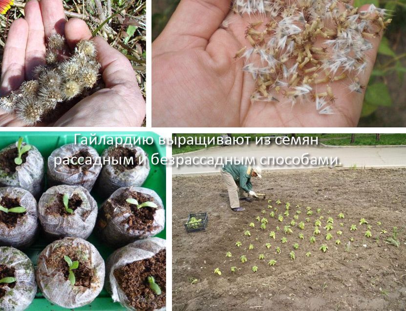 Выращивание гайлардии из семян