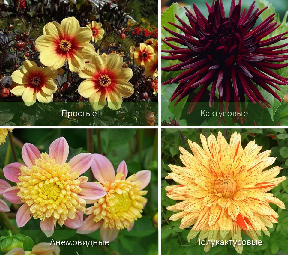 Разнообразие формы цветов
