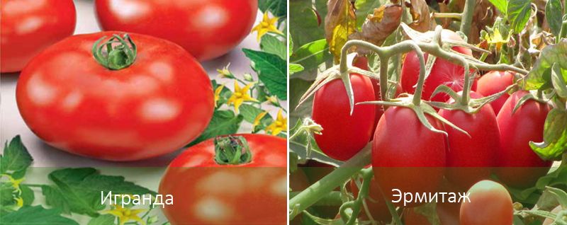 Разновидности помидоров