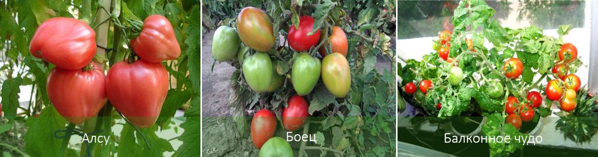 Сорта томатов без пасынкования универсального выращивания