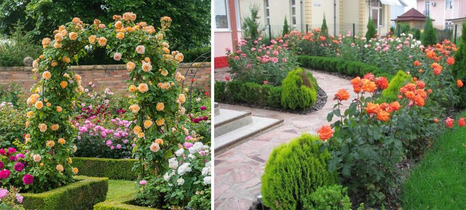 Розы в ландшафтном дизайне сада: 57 фото-идей оформления