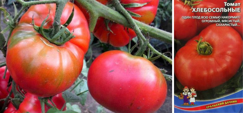 62 сорта низкорослых томатов: для теплиц, открытого грунта, балкона