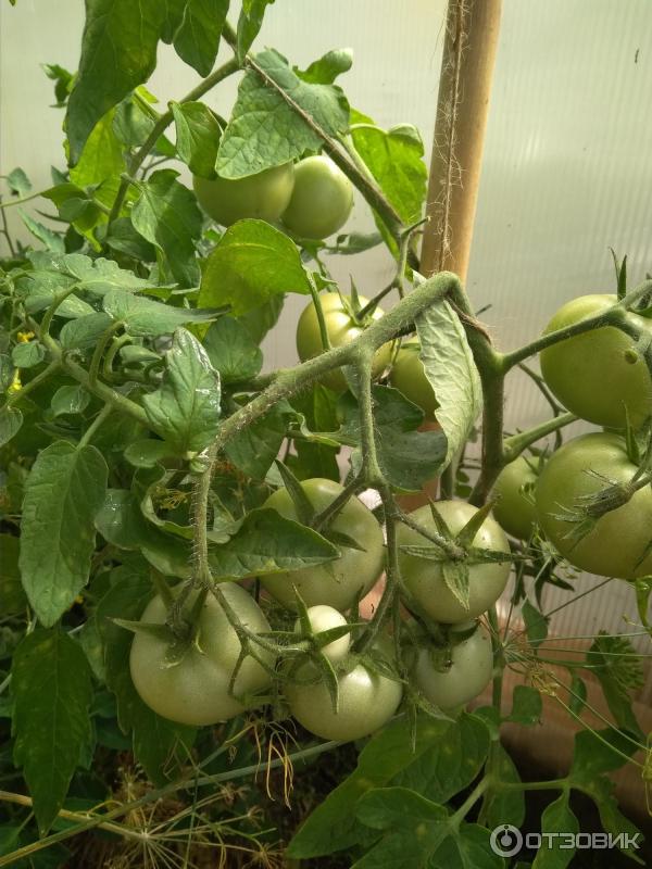 Зеленые плоды томата сорта Катя