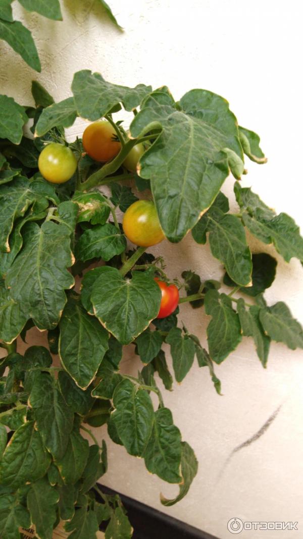 Зреющие томатики