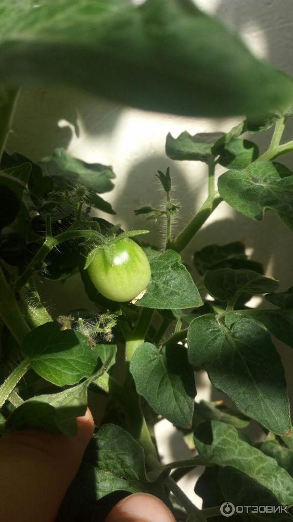 Первый томат на кусте