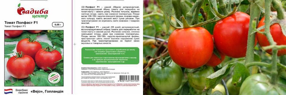 36 голландских сорта томатов: каталог семян голландской селекции