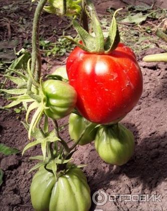 Первый красный томат