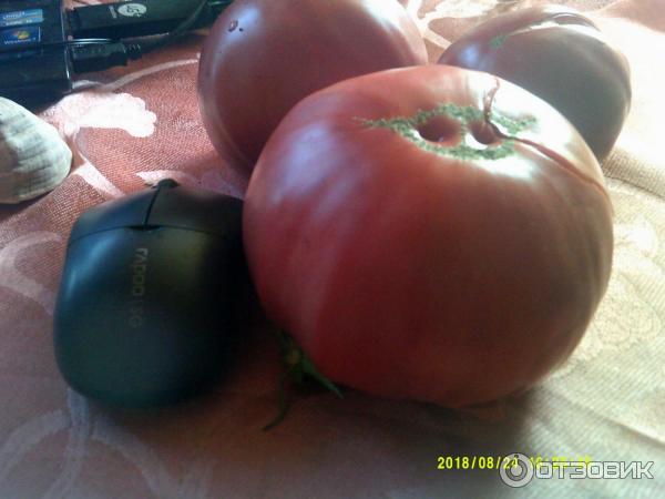Габаритный помидоры