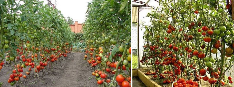 Высокие томаты