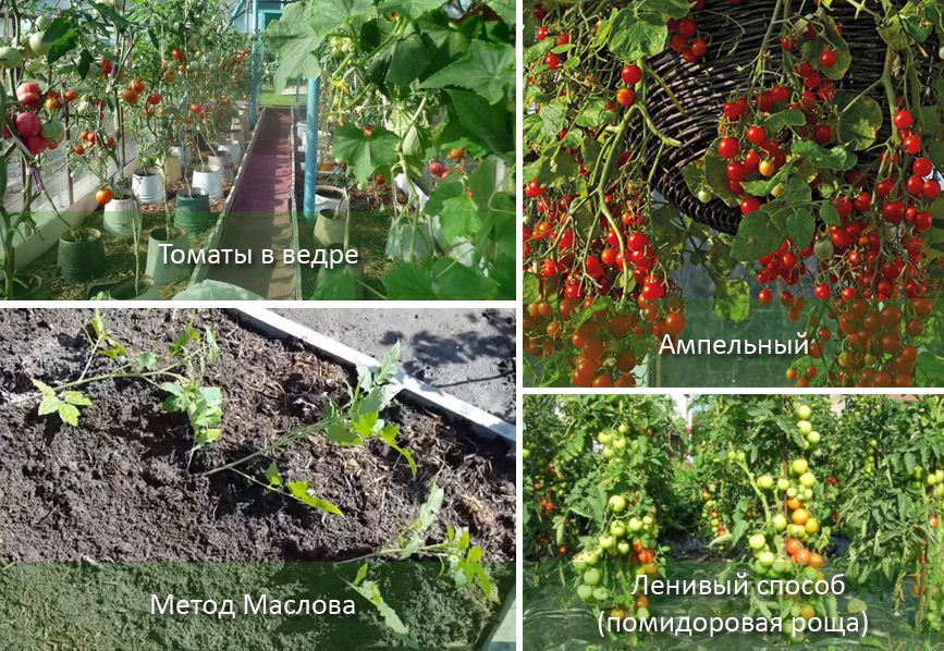 Нестандартные методы выращивание томатов