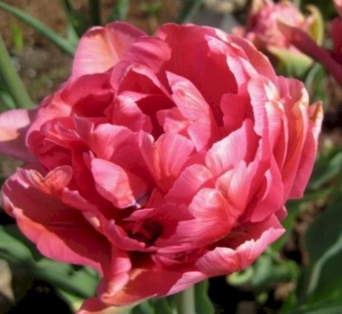 Махровый тюльпан Chato