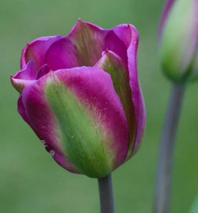 Зелено цветный тюльпан сорта Vaiolet Berd