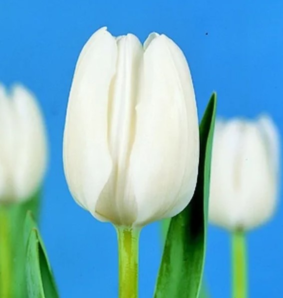 Тюльпан White Dream