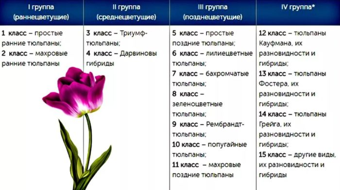 Классификация тюльпанов 