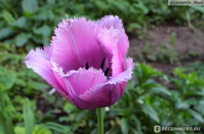 Бахромчатый фиолетовый тюльпан