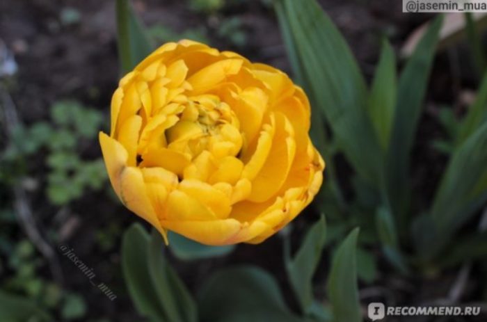 Махровый желтый тюльпан