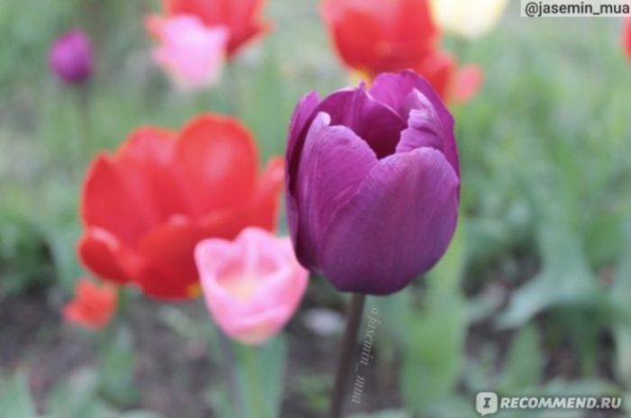 Разноцветные голландские тюльпаны