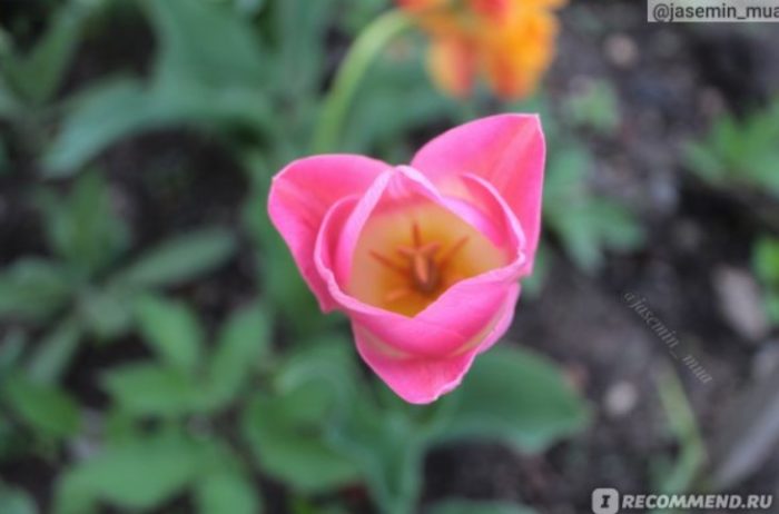 Голландский розовый тюльпан