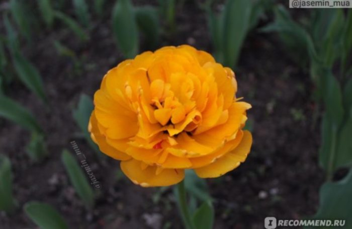 Пионовидный голландский тюльпан