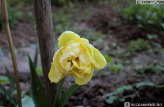 Цветение желтого тюльпана