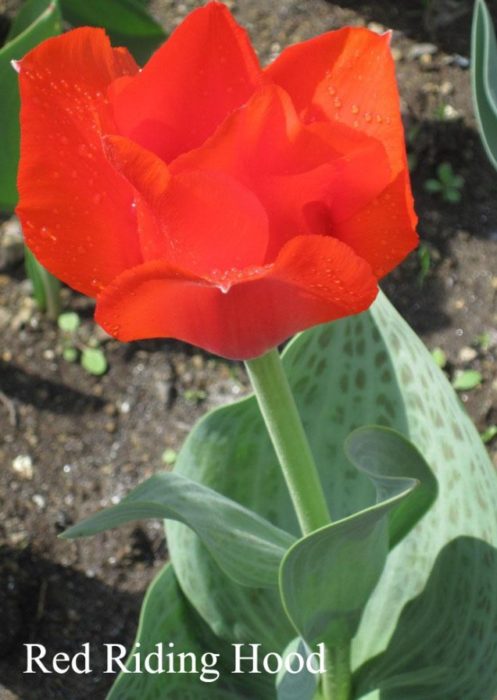 Тюльпан Грейга сорта Red riding hood
