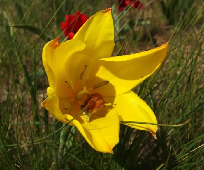 Солнечный зайчик тюльпан