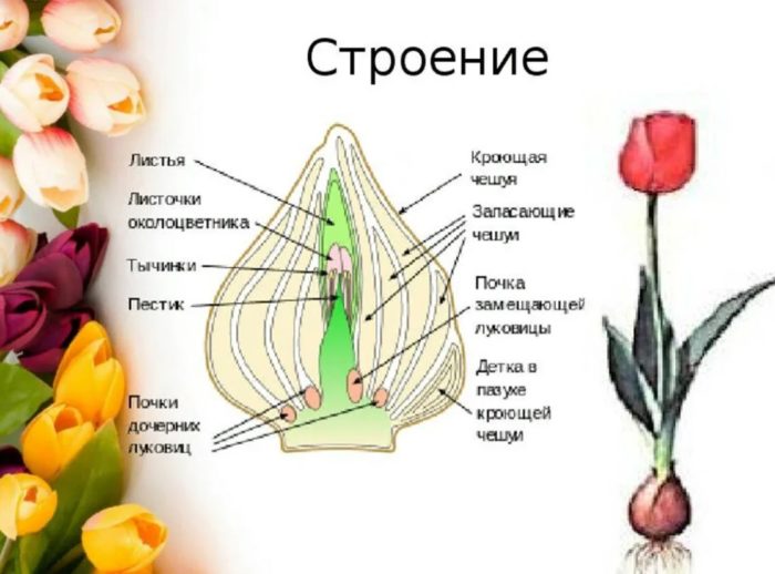 Строение тюльпана