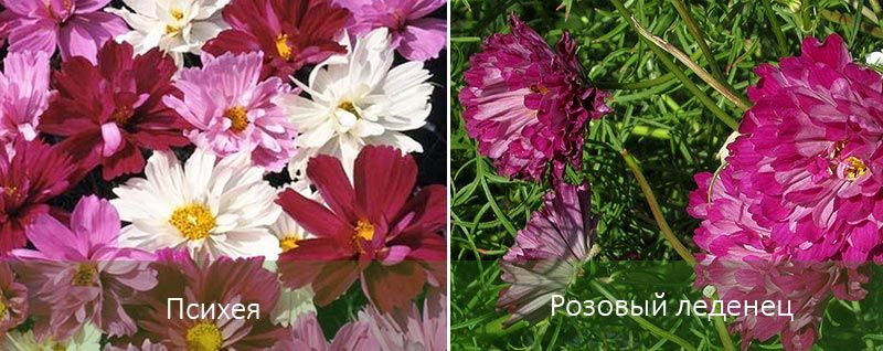 Космея Махровая: фото цветов и выращивание, особенности сортов