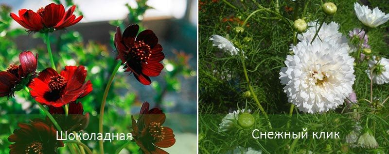 Космея Махровая: фото цветов и выращивание, особенности сортов