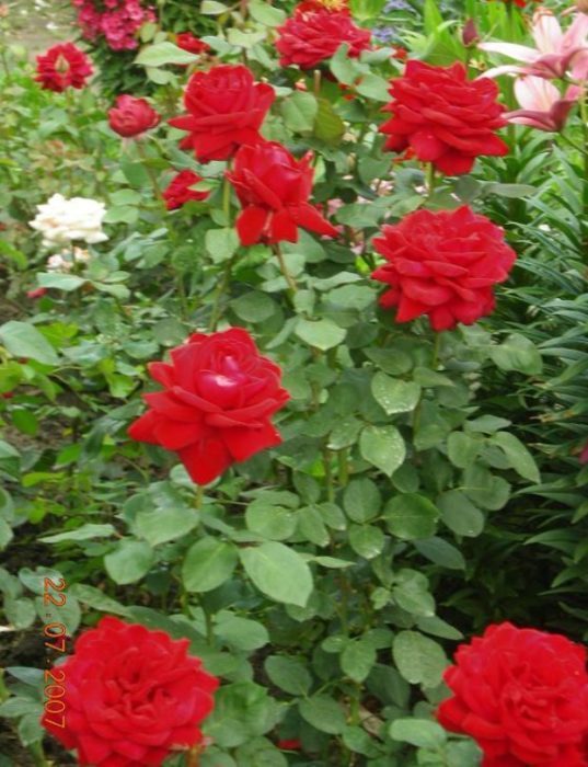 Розы из черенков